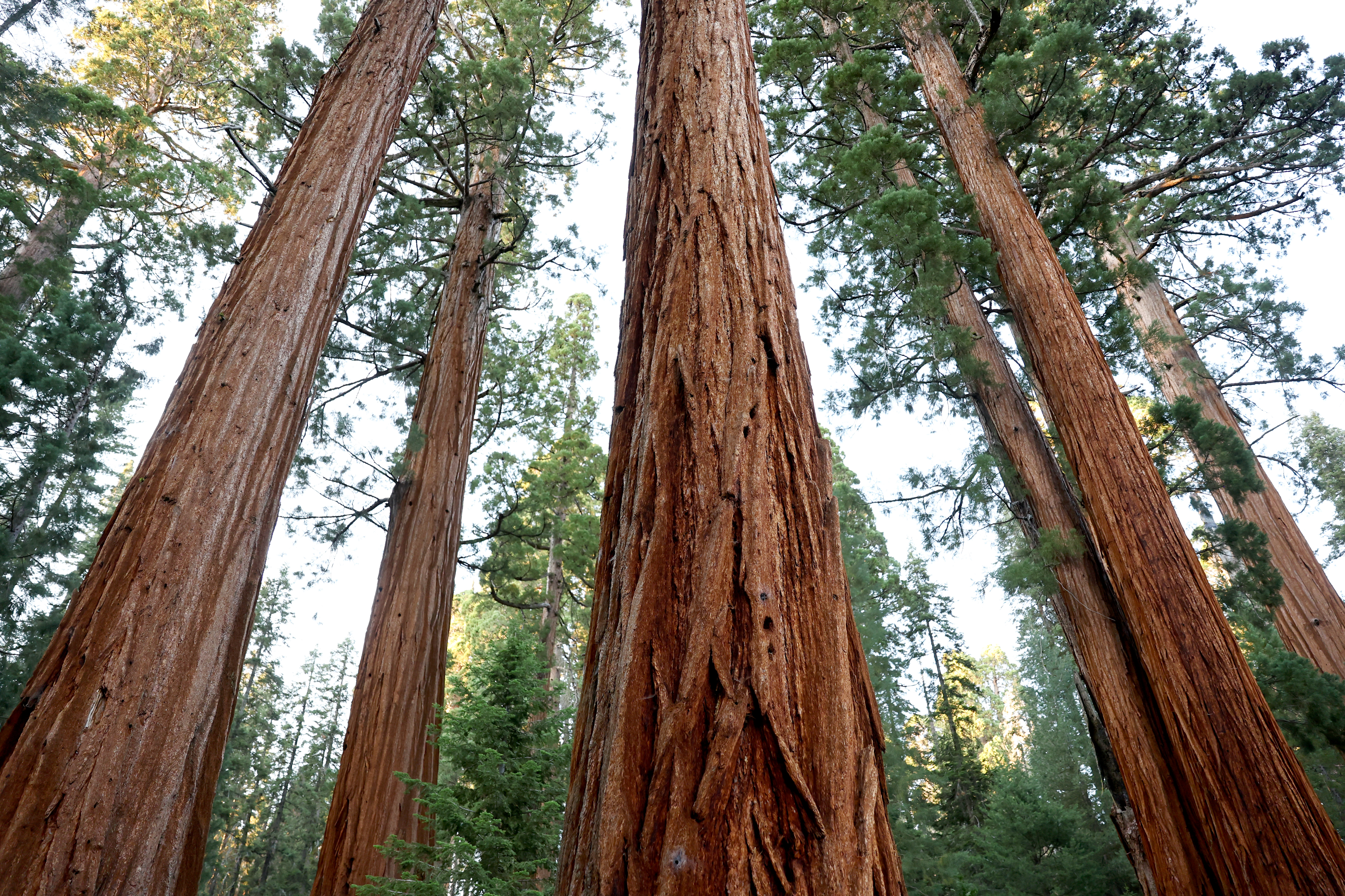 Giant sequoia trees photographed from below, at Sequoia National Park in California