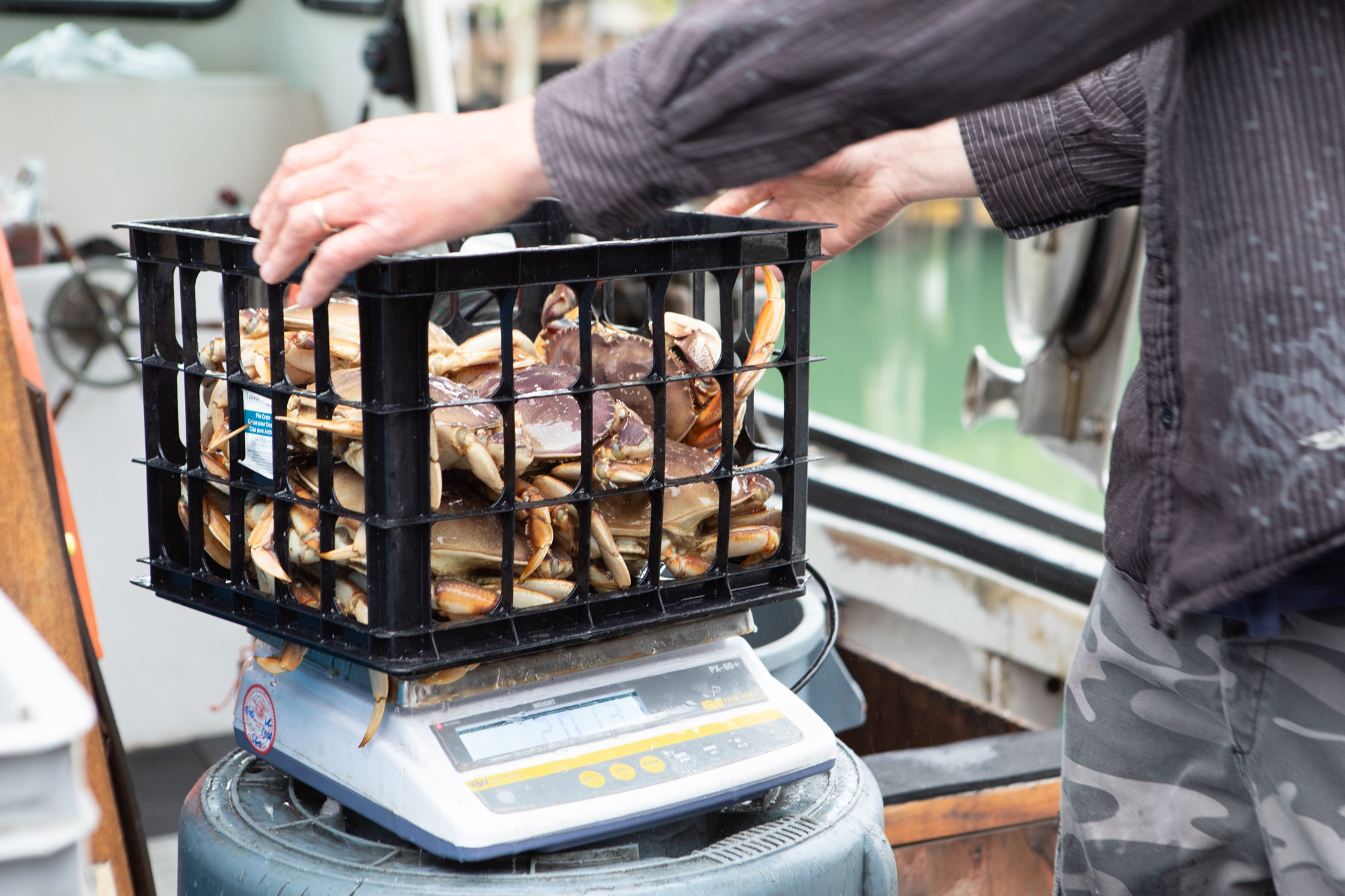 Live Dungeness crab getting weighed