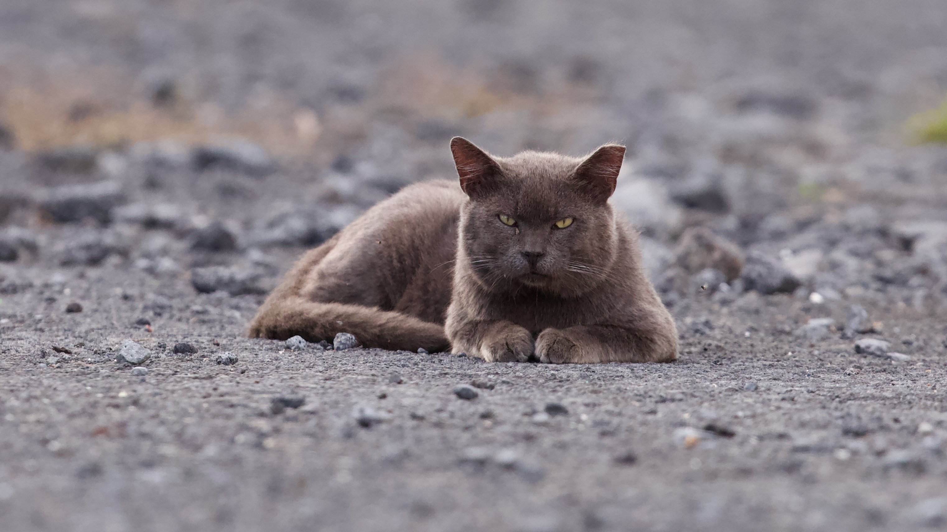 A battered-looking stray cat lying down in a bare field.