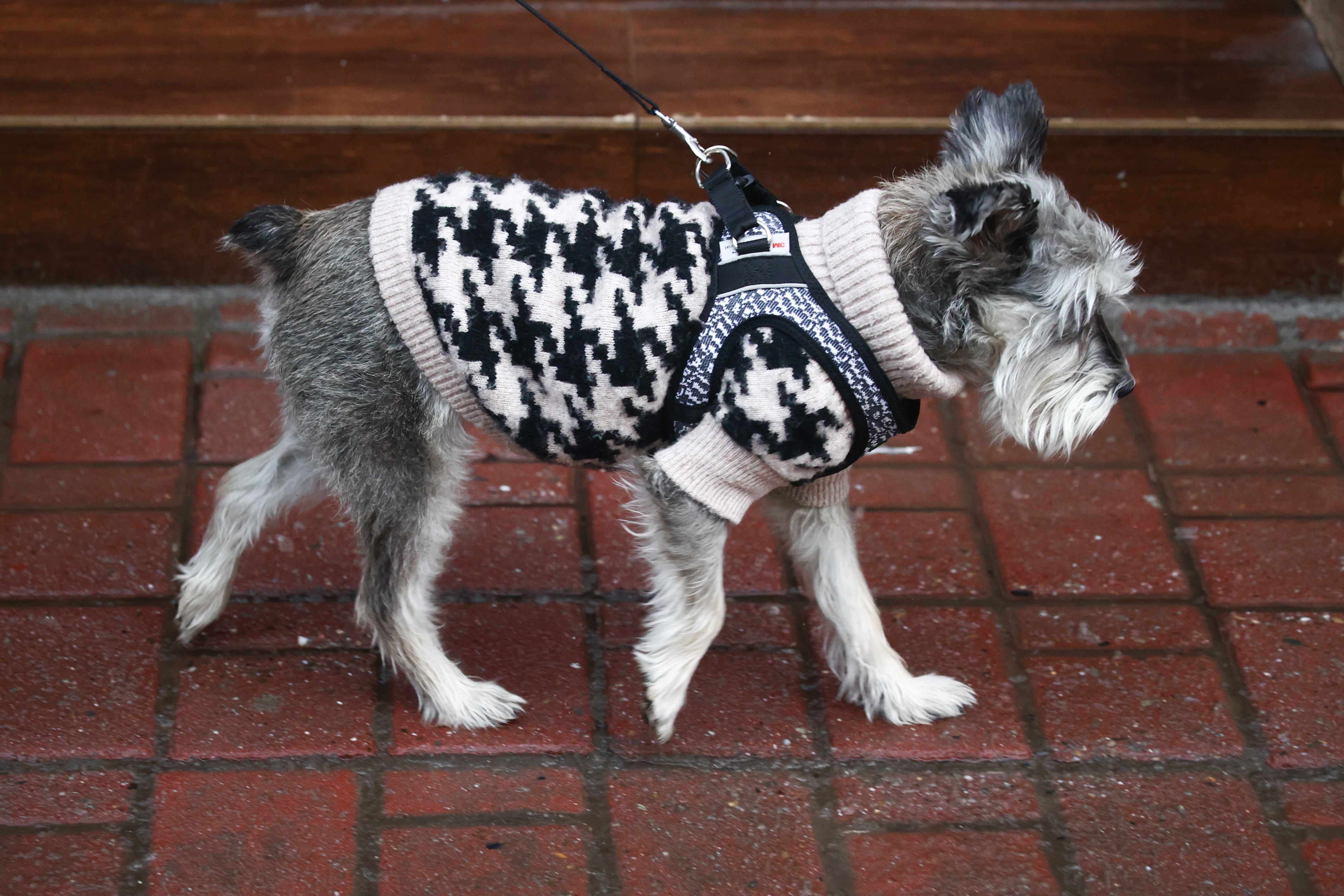 Dogs wearing clothes during winter in Poland