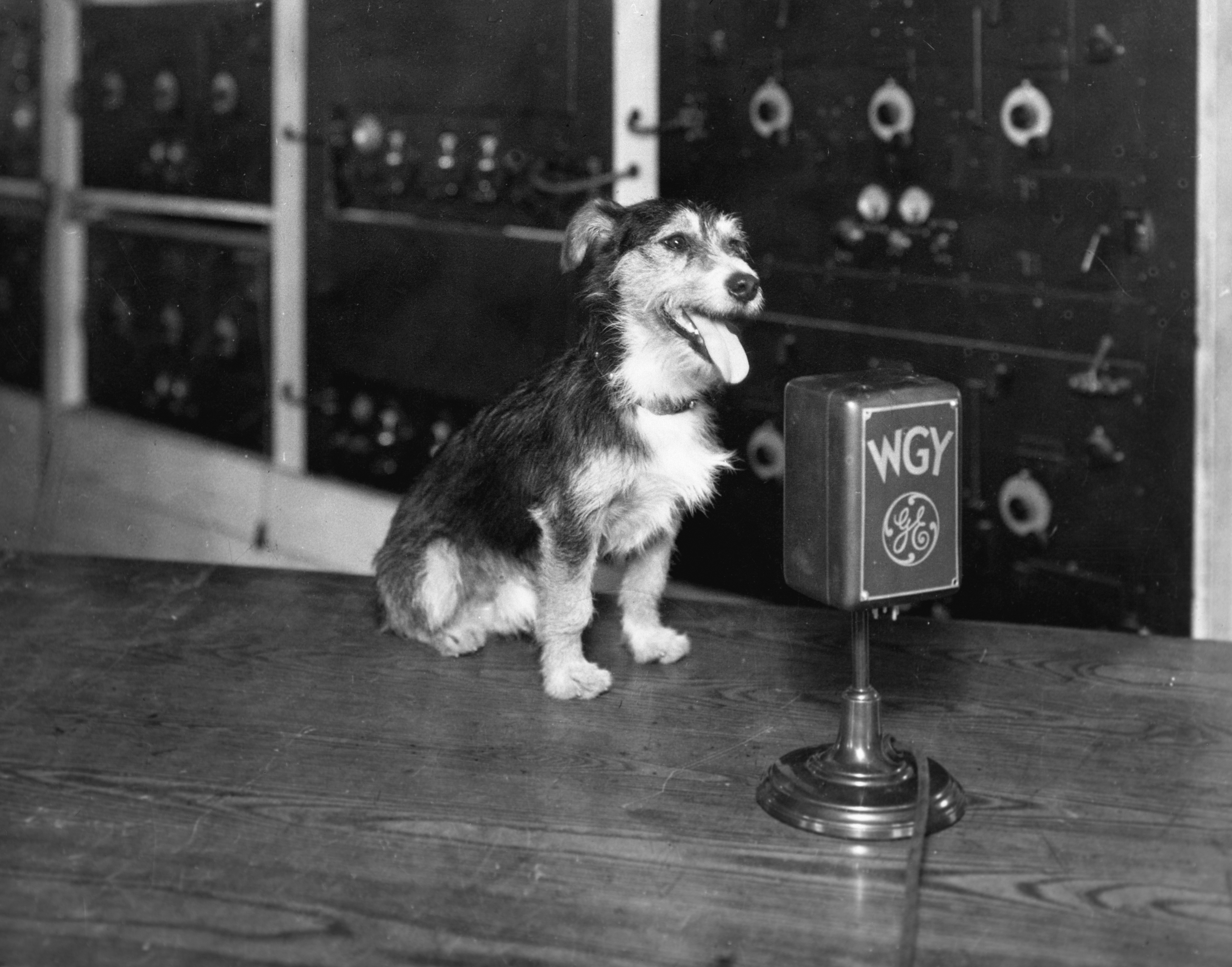 Dog at WGY Radio Microphone