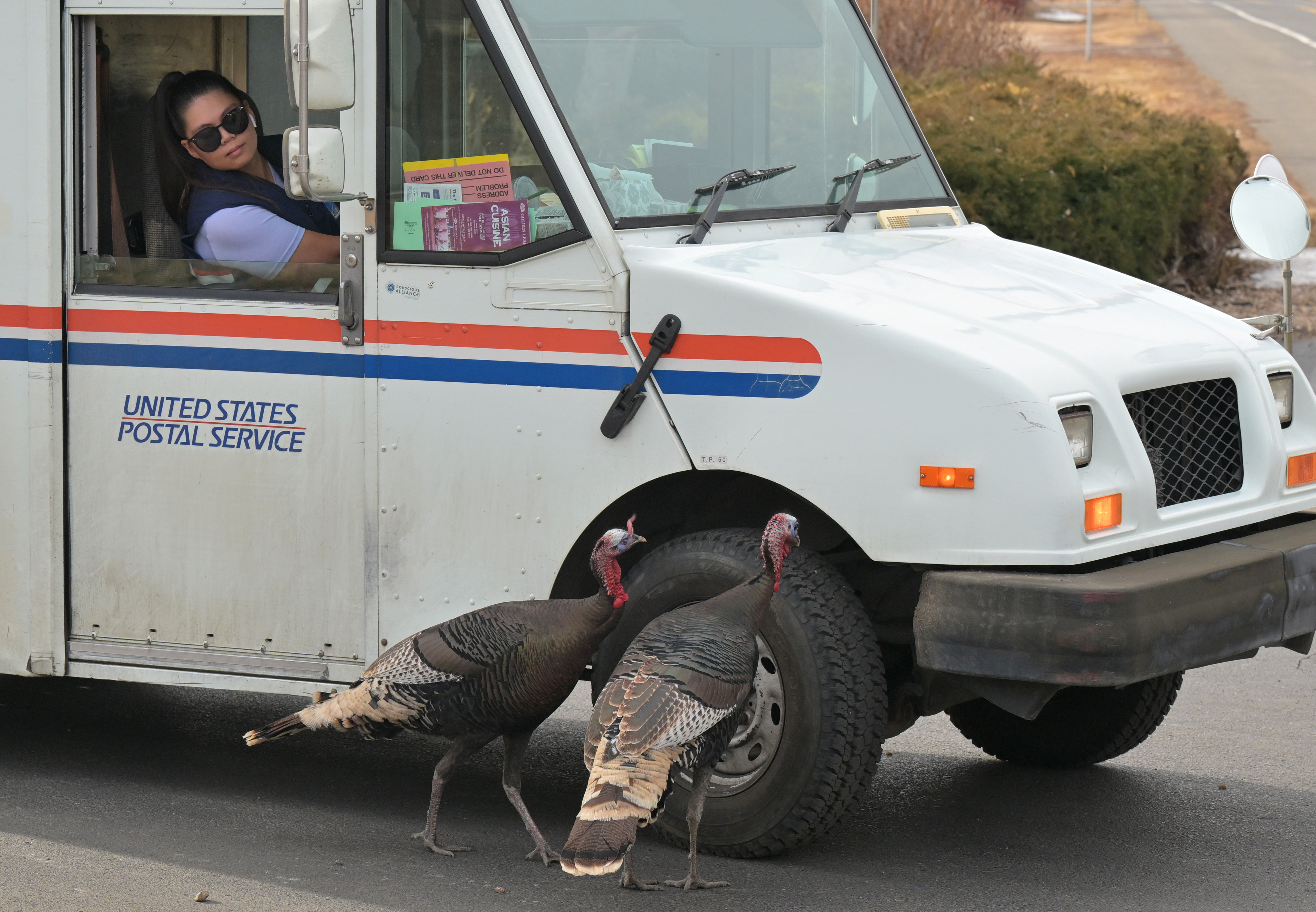 Wild turkeys attack mail truck